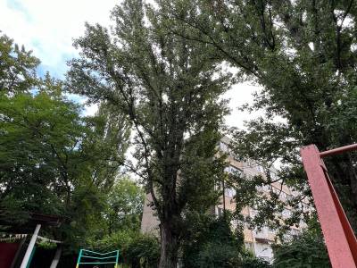 Омоложение кроны деревьев МБДОУ детский сад 